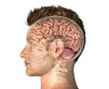 Man head with skull cross section with brain