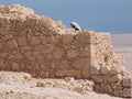 Man with headress in desert of Masada