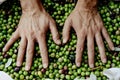 Man heaping freshly collected olives in Spain Royalty Free Stock Photo