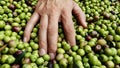 Man heaps freshly collected olives Royalty Free Stock Photo