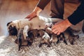 Man helping pug dog to feed its puppies at home. Pet lying with children on rug Royalty Free Stock Photo