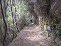 Man hiker at path at mysterious Laurel forest Laurisilva, lush subtropical rainforest at hiking trail Los Tilos, La