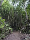 Man hiker at path at mysterious Laurel forest Laurisilva, lush subtropical rainforest at hiking trail Los Tilos, La Royalty Free Stock Photo