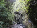 Man hiker at path at mysterious Laurel forest Laurisilva, lush subtropical rainforest at hiking trail Los Tilos, La