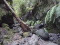 Man hiker at path at mysterious Laurel forest Laurisilva, lush subtropical rainforest at hiking trail Los Tilos, La