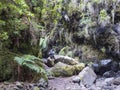 Man hiker at path at mysterious Laurel forest Laurisilva, lush subtropical rainforest at hiking trail Los Tilos, La Royalty Free Stock Photo