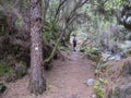 Man hiker at path at mysterious Laurel forest Laurisilva, lush subtropical rainforest at hiking trail Los Tilos, La