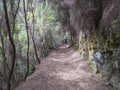 Man hiker at path at mysterious Laurel forest Laurisilva, lush subtropical rainforest at hiking trail Los Tilos, La