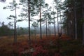 Man hiking Bruksleden trail in pine forest Royalty Free Stock Photo