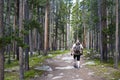 Man Hiking Through a Pine Forest in Southwestern Montana