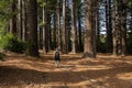 Man hiking Te Mata Peak track in the Redwoods forest. HawkeÃ¢â¬â¢s Bay.