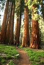 Uomo su a sequoia 