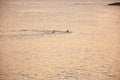 Man with his dog swim in the glittering golden water at sunset