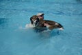 A man and his dog in swimming pool