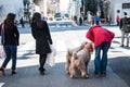 Man and his dog wait green traffic light for acroos at junction Royalty Free Stock Photo