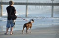 A Man and his Dog Walking together on Sandy Beach Royalty Free Stock Photo