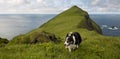 Man and his dogs hiking on Mykines