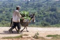 A man with his donkey carrying produce on the outskirts of Meknes in Morocco.