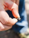 A man in his hand holds a stag beetle Royalty Free Stock Photo