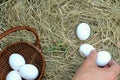 Man with his hands collect white eggs in the straw or on the chicken roost and folds it in a wicker basket for eggs