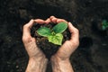 Man in his hands holds and plants young seedlings of cucumbers, watermelons, pumpkins or melons in black cups in the ground in the Royalty Free Stock Photo