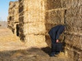 Man with his head stuck in haystack