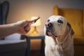 Man with his obedient dog at home Royalty Free Stock Photo