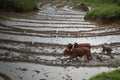 A man with his oxen ploughing the slushy field in Ukhrul