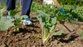 Man Hoes Kohlrabi Plant