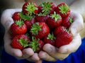 Man hold in cupped of the hand strawberries Royalty Free Stock Photo