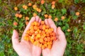 Man hold fresh cloud berries on swamp. Top view. Royalty Free Stock Photo