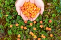Man hold fresh cloud berries on swamp. Top view. Royalty Free Stock Photo