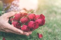 Man hold a fresh red roses offer to the women, girlfriend for a gift of valentins flower surprise. Man submit the red roses flower
