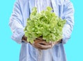 Man hold green oak lettuce vegetables basket  on blue background with clipping path Royalty Free Stock Photo