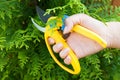 Man hold in hand plastic garden clipper