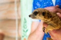 Man hold meerkat or Suricata suricatta on hands. Close-up hands and meerkat