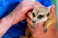 Man hold meerkat or Suricata suricatta on hands. Close-up hands and meerkat