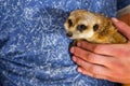 Man hold meerkat or Suricata suricatta on hands. Close-up hands and meerkat