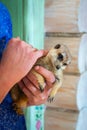 Man hold meerkat or Suricata suricatta on hands. Close-up hands and meerkat