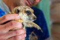 Man hold meerkat or Suricata suricatta on hands. Close-up hands and meerkat