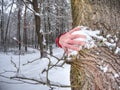 Man hold tree trunk with the frozen bark covered with sticky snow