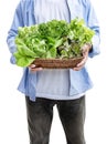 Man hold vegetables on rattan basket isolated on white background with clipping path Royalty Free Stock Photo