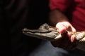 Man hold a young caiman around the neck after catching it in the Amazon River in the State of Amazonas, Brazil, South America Royalty Free Stock Photo