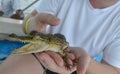 Man is holding baby crocodile in Sri Lanka. Royalty Free Stock Photo