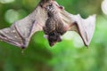 Man holding baby flying bat