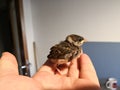 Man holding baby house sparrow Passer domesticus Royalty Free Stock Photo