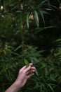 Man holding a bamboo leaf. the concept of respect for nature and environmental protection. human and nature