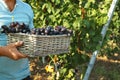 Man holding basket with fresh ripe juicy grapes in vineyard Royalty Free Stock Photo