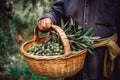 Man holding a basket with freshly collected olives, concept of Harvesting