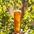 Man holding beer glass between tree leaves Royalty Free Stock Photo